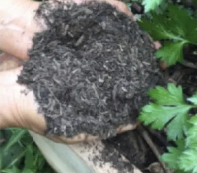 Handful of BioChar